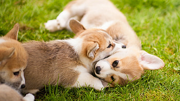 Corgi, Cute HD wallpaper