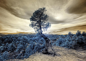 Nature, Clouds, Wood, Forest, Tree, hop, Elevation HD wallpaper