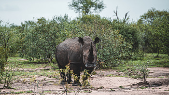 Eswatini travels, Rhino paradise, Kingdom of Eswatini, Capreoli round HD wallpaper