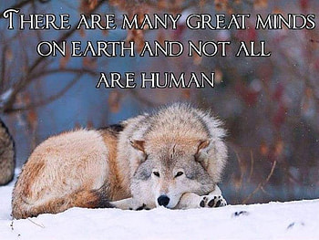 Penny For My Thoughts, animals, snow, dogs, nature, wolf HD wallpaper