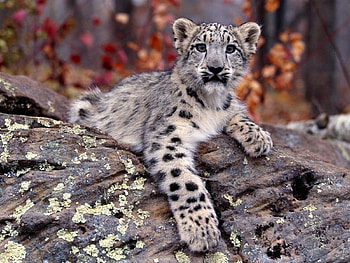 Animals, Snow Leopard HD wallpaper