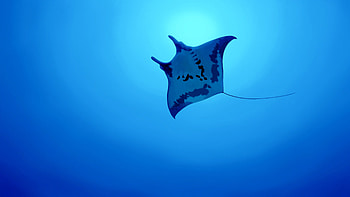Manta Ray HD wallpaper