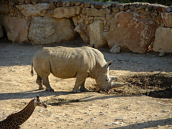 Animals, Mud, Dirt, Giraffe, Rhinoceros, Reserve HD wallpaper