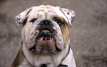 Animals, Dog, Muzzle, Old, Bulldog HD wallpaper