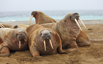 Walrus , Majestic tusks, Oceanic creature, Arctic HD wallpaper