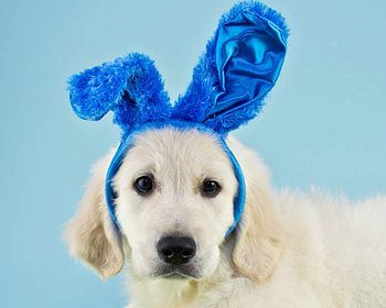 Happy Easter!, blue, dog, animal, white, cute, bunny, puppy, labrador, ears, funny, easter, caine HD wallpaper