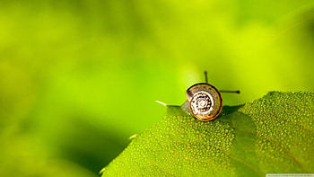 snail on leaf, leaf, snail, green, insect HD wallpaper