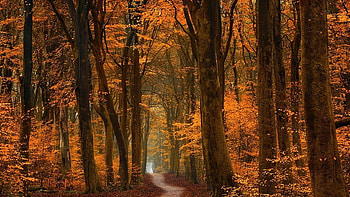 Path Between Yellow Orange Autumn Leaves Trees Forest Background Nature HD wallpaper