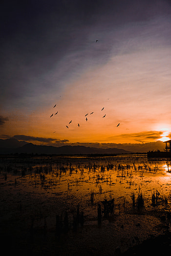 Nature, Birds, Water, Sunset, Horizon, Silhouettes, Indonesia HD phone wallpaper