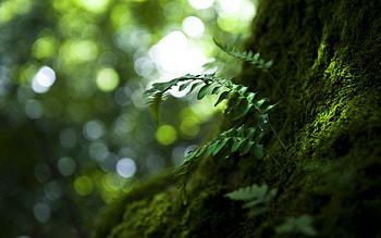 Plants, Leaves HD wallpaper