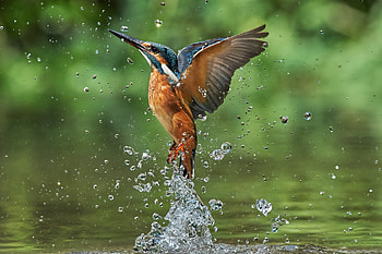 Eurasian small blue kingfisher, , Beautiful bird, Background HD wallpaper