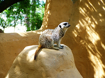 Animals, Sit, Meerkat, Surikat, Zoo, Hillock, Mound HD wallpaper