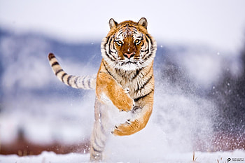Animals, Tigers, Snow HD wallpaper