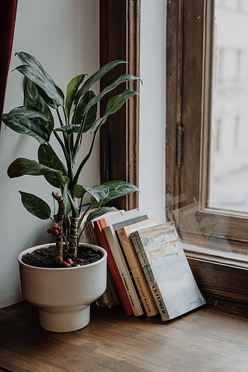 A serene windowsill featuring a potted plant and neatly arranged books, creating a cozy indoor vibe. HD phone wallpaper
