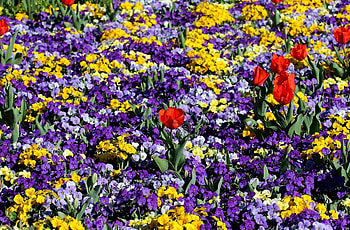 Flowers, Pansies, Tulips, Flower Bed, Flowerbed, Spring HD wallpaper