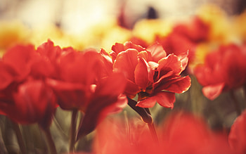 Flowers Macro, red, leaf, flowers, macro, graphy HD wallpaper