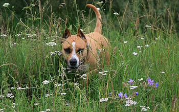 Animals, Grass, Dog, Muzzle, Run, Running, Staffordshire Terrier HD wallpaper