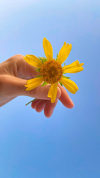 Flowers, Sky, Flower, Hand, Petals HD phone wallpaper