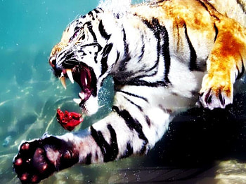 Offering, touched, digital, tiger, shoped, endangerd HD wallpaper