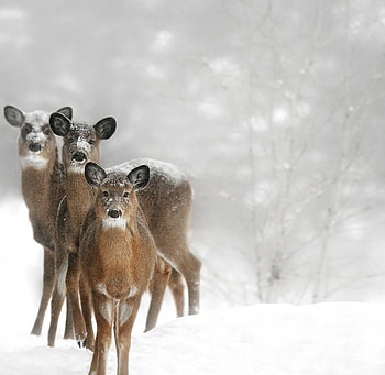 The Three Muskadeers, snow, ears, faces, cute, funny, deers HD wallpaper