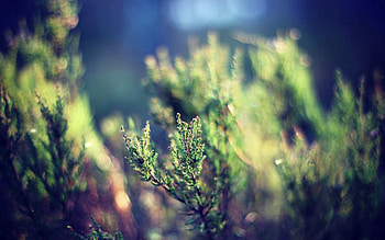Grass, Macro, Greens, Plant Leaves HD wallpaper