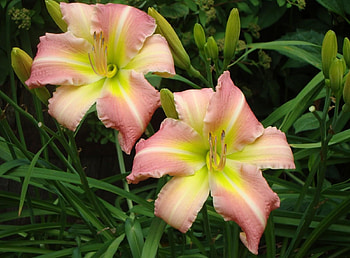 Flowers, Lilies, Couple, Pair, Flower Bed, Flowerbed HD wallpaper