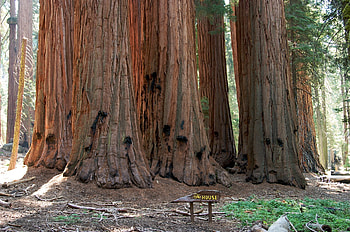 Sequoia backgrounds, Majestic giants, Tree appreciation, Botanical marvels HD wallpaper