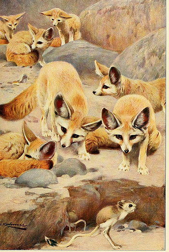 Artwork, Fennec Fox HD phone wallpaper