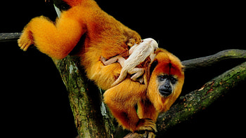 Animals, Trees, Young, Family, Crawl, Joey, Macaque, Macaques HD wallpaper