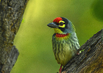 Coppersmith Barbet — Wildlife, Coppersmith Barbet, Animal, Barbet HD wallpaper
