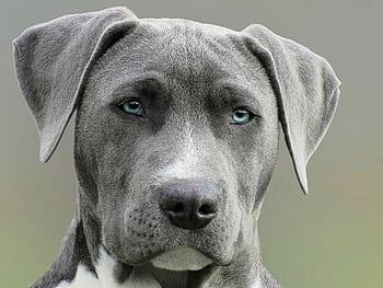 High-resolution close-up portrait of a gray dog with striking blue eyes, capturing elegant features. HD wallpaper