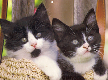 Kittens, kitten, basket, white, black, cute HD wallpaper