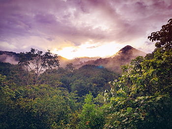 Lush jungle landscape with mist and a colorful sunrise over distant mountains. HD wallpaper