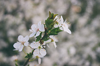 White flowers, blossom, branch, blur HD wallpaper