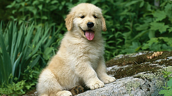Golden retriever, Awesome , Beautiful coat, Playful gaze HD wallpaper