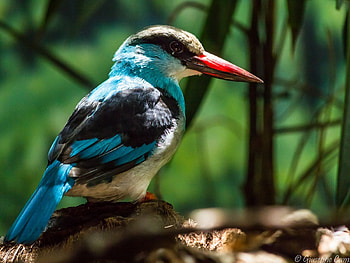 colorful bird red beak, colorful, beak, bird, red HD wallpaper