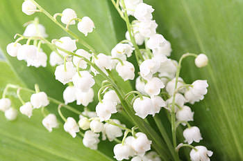 Flowers, Leaves, Bluebells, Lily Of The Valley, Spring HD wallpaper