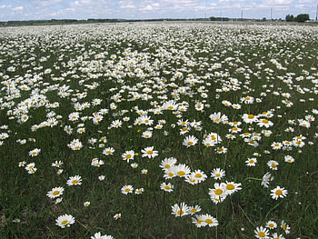 Landscape, Flowers, Camomile HD wallpaper