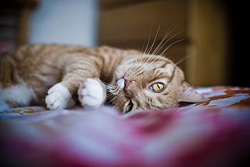 Lucky, cute, cat, brown tiger, kitty HD wallpaper