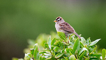 Bird With Short Beak Is Standing On Green Leaves In Blur Background Birds HD wallpaper