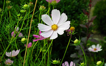 Cosmos Flower, nature, plant, white HD wallpaper