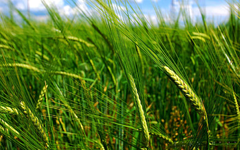 Plant, Macro, Field, Ears, Spikes, Not Ripe HD wallpaper