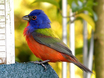 Standing Bold, blue, bird, red, orange, rock HD wallpaper