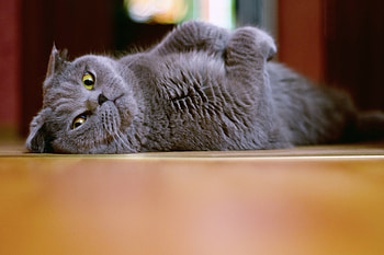 Animals, Cat, To Lie Down, Lie, Lop-Eared, Briton HD wallpaper
