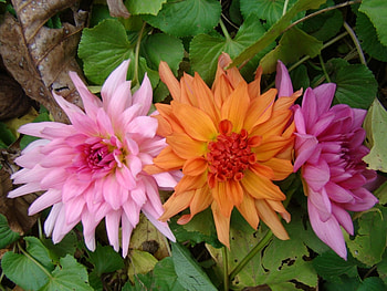 Plants, Flowers HD wallpaper