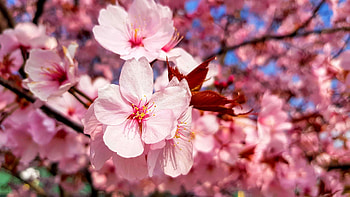 Blossom, spring, nature, flower, sakura HD wallpaper