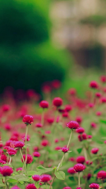 Spring Background, Beautiful Flowers HD phone wallpaper