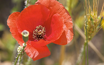 Corn poppy, Poppy Flowers HD wallpaper