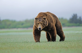 Animals, Grass, Forest, Bear, Stroll HD wallpaper