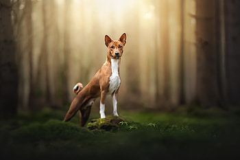 Animal, dog HD wallpaper